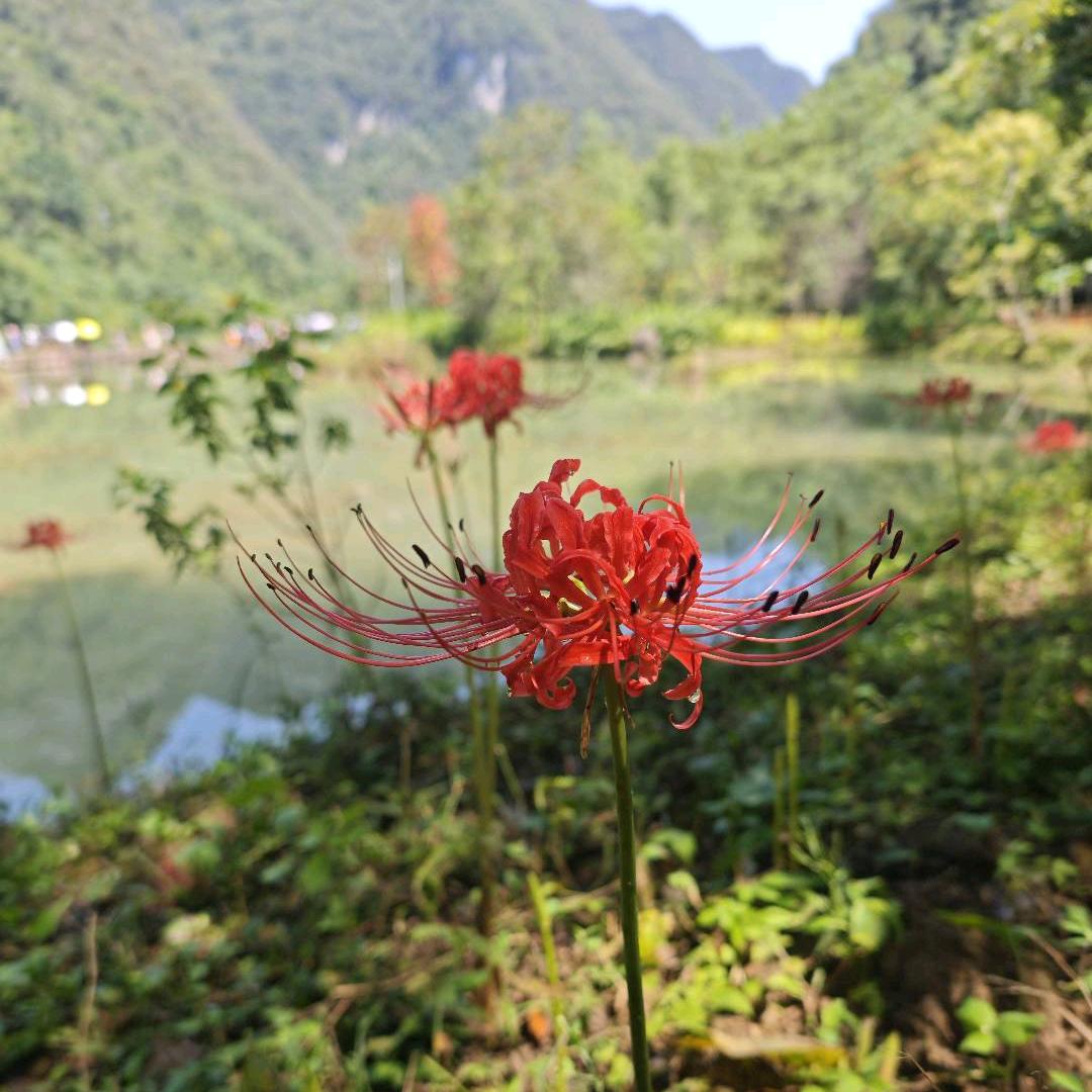 彼岸花开对岸来