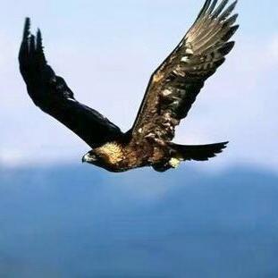 神鹰翱翔