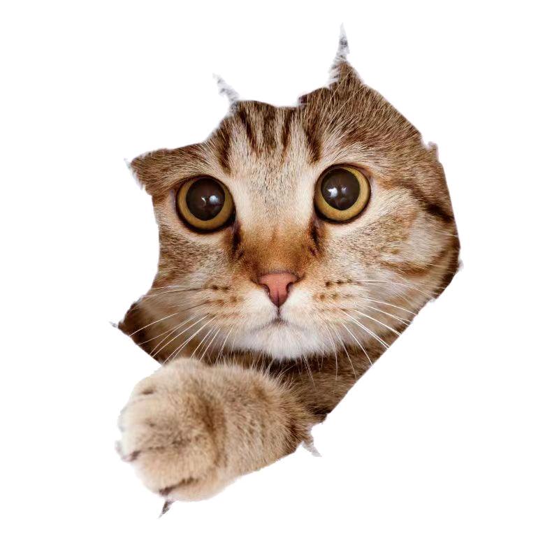 ٩(๑小❛ᴗ❛野๑猫)۶