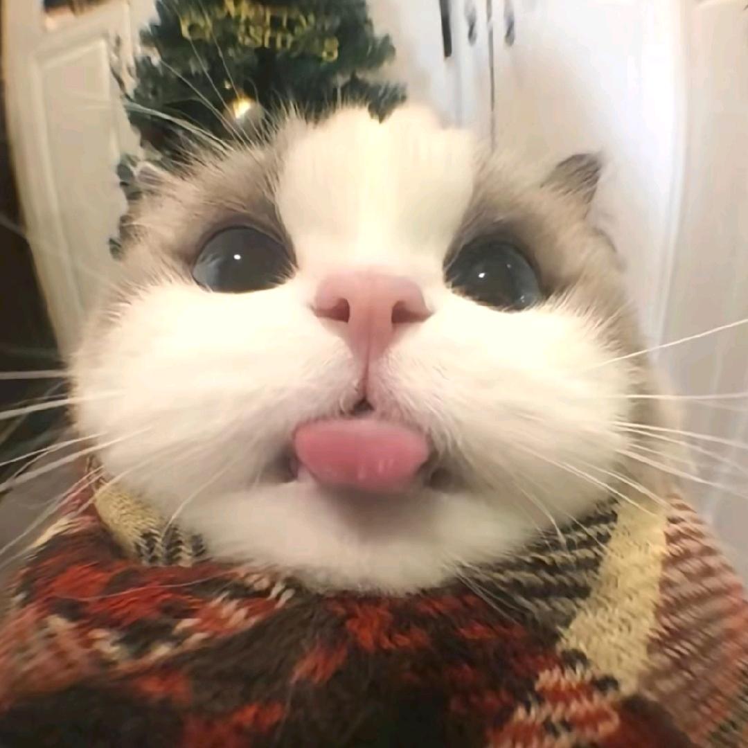 小陈真的想睡觉💤