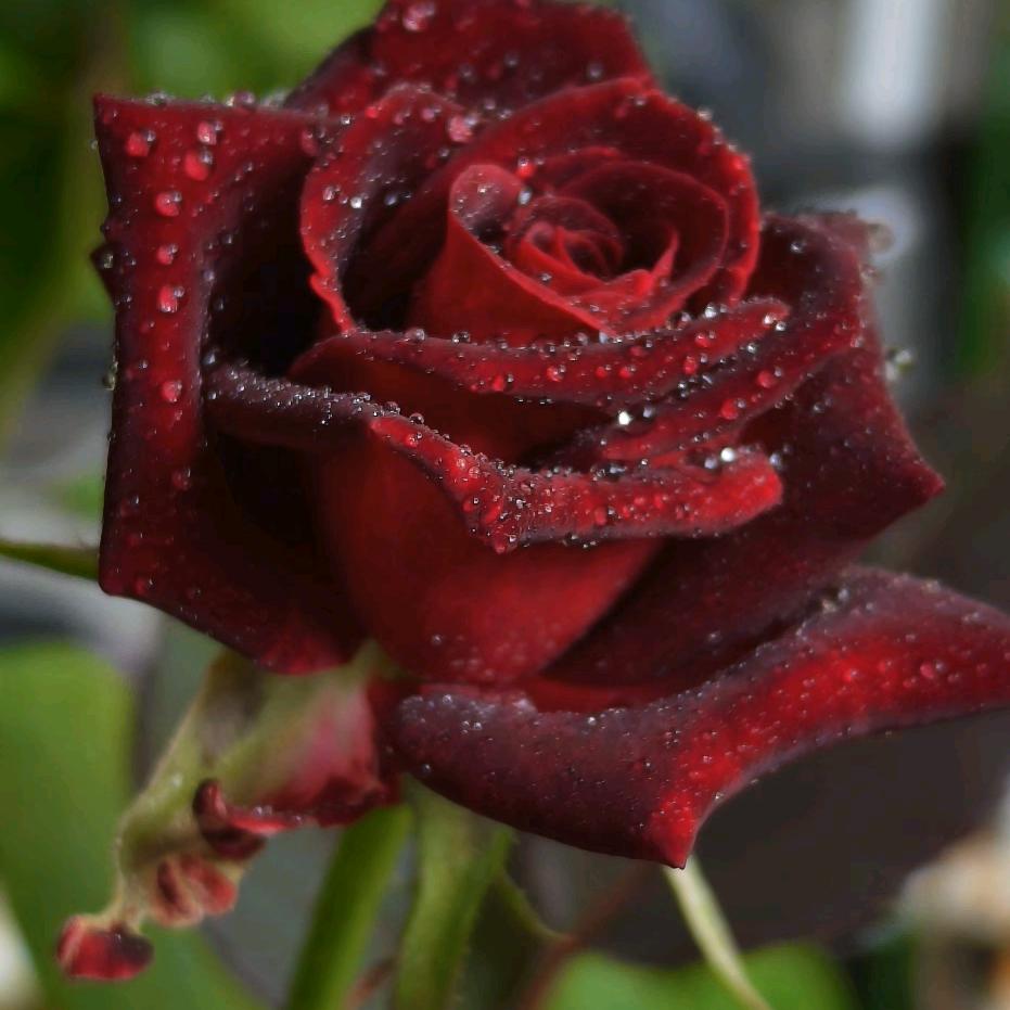 新疆万锦福房地产信息咨询有限公司