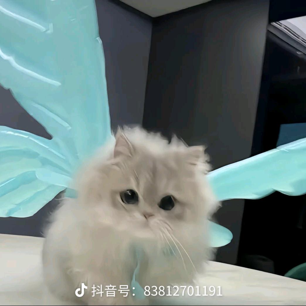 暴躁小猫