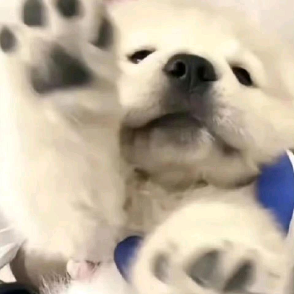 芝麻福