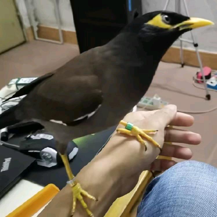 精湛华