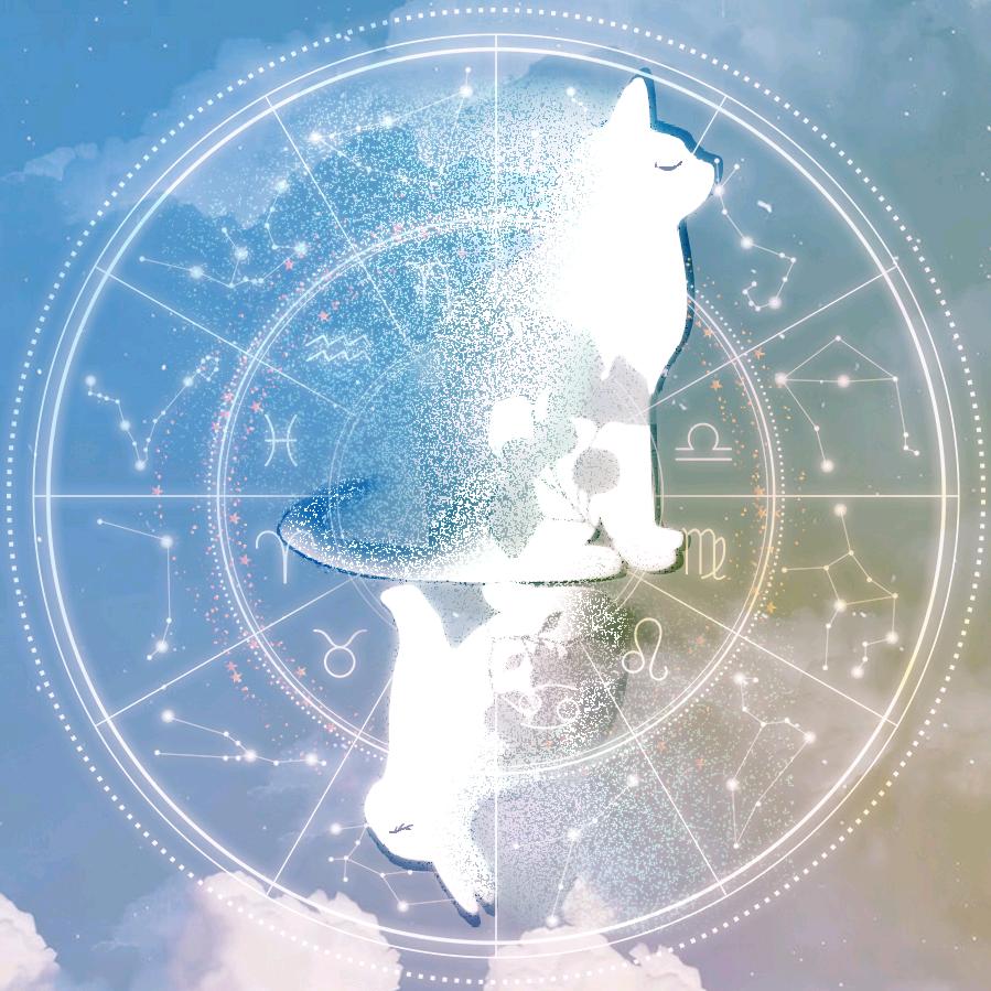 猫与兔的灵性之旅(学徒版)