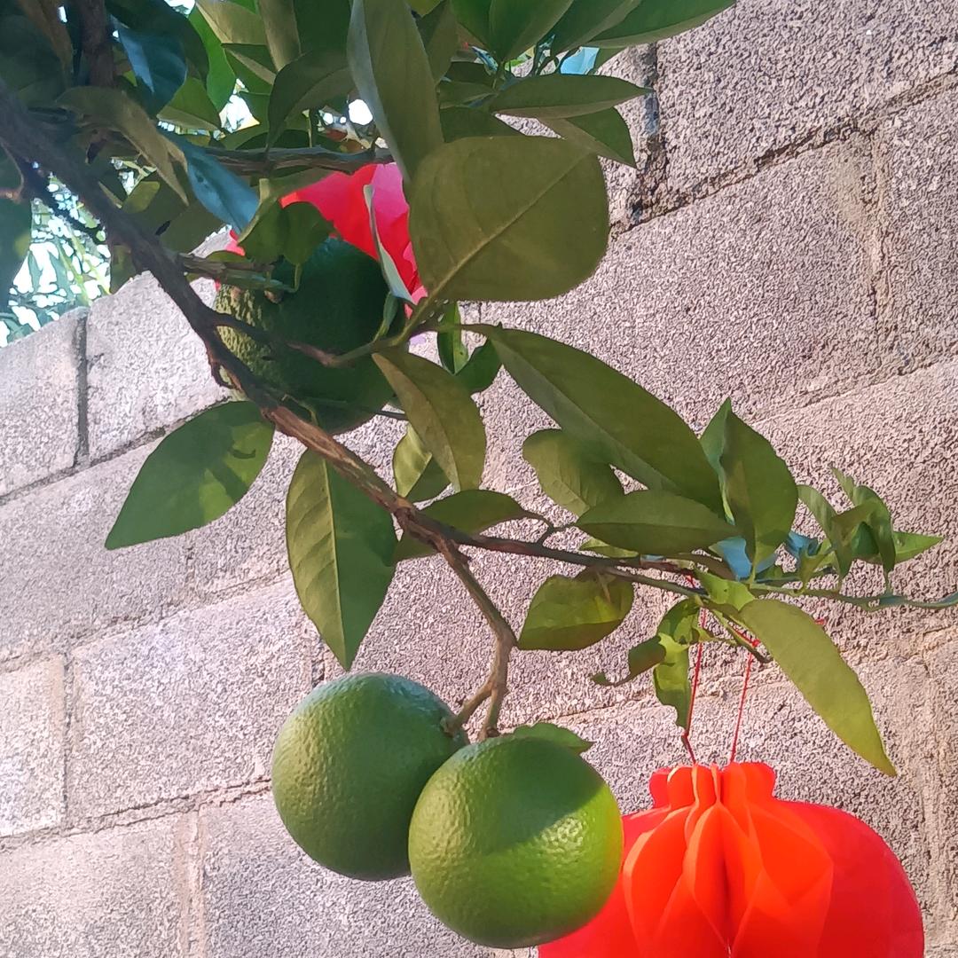 蜜糖果果