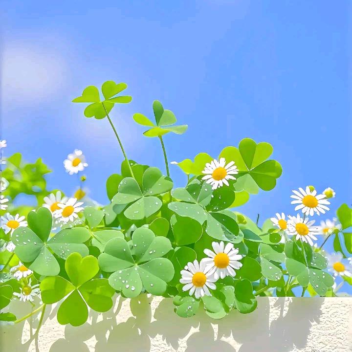 狼朝颜护肤