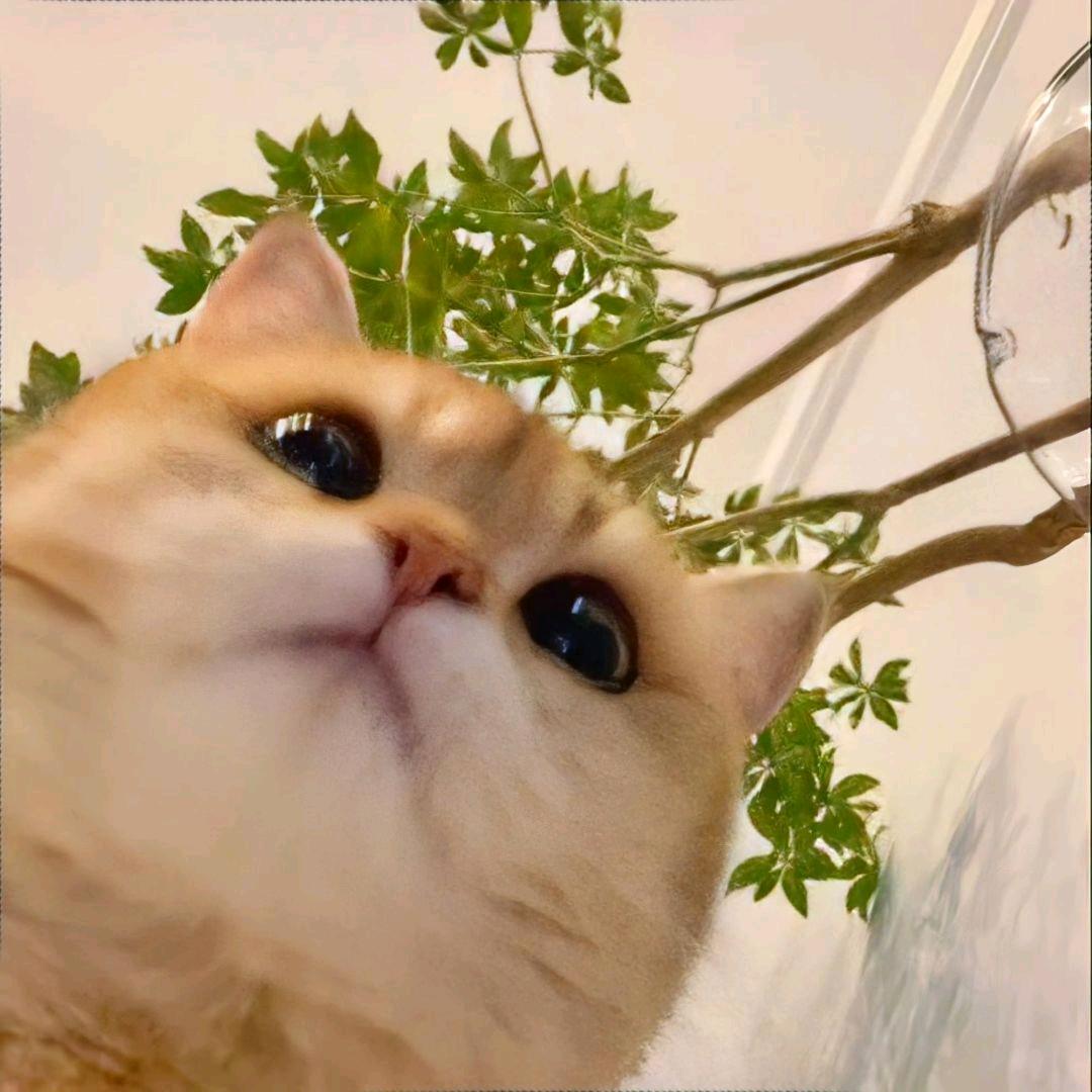 十八岁美艳后妈