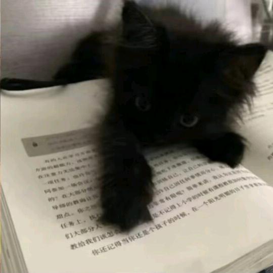 纳尼竹子