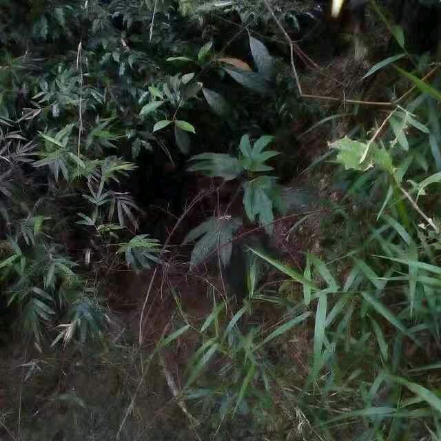 源720