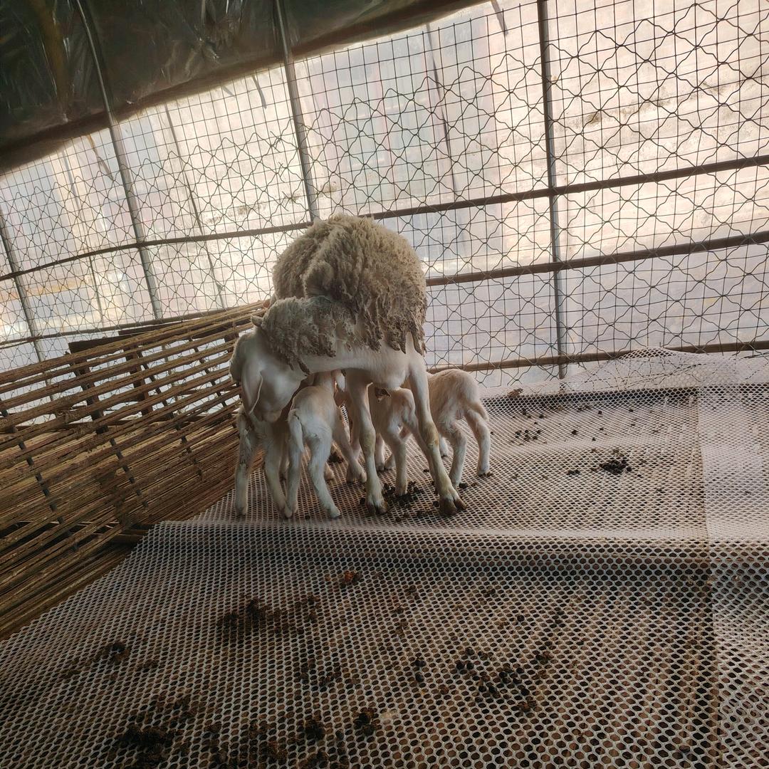 A盟主