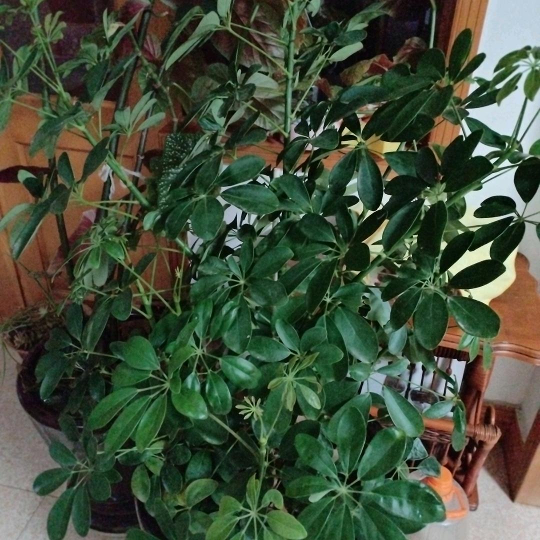 逐梦之颖（支持Minecraft）