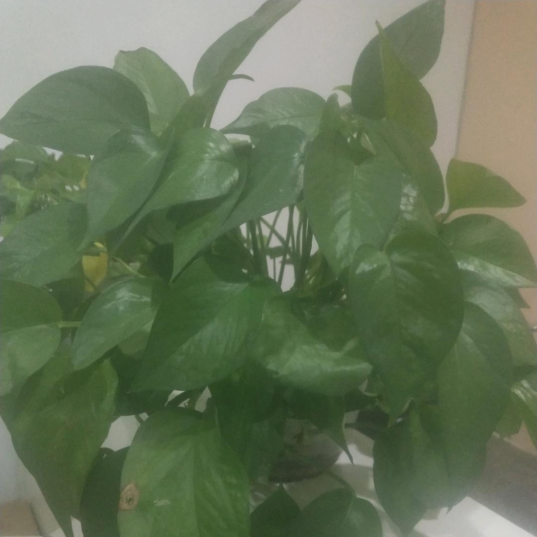 梦与远方