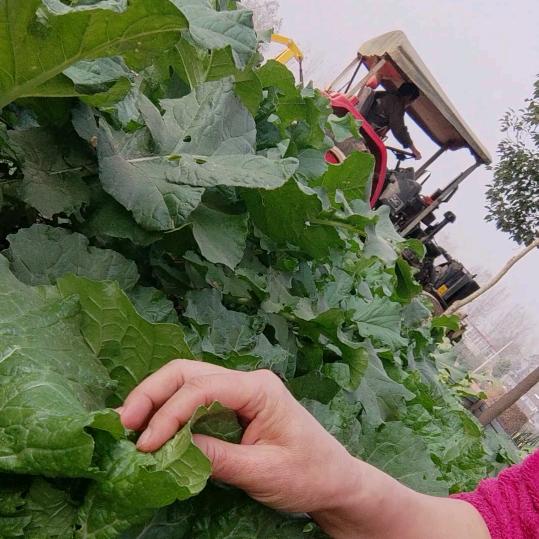 农资甄选  陈陈（商品在橱窗）