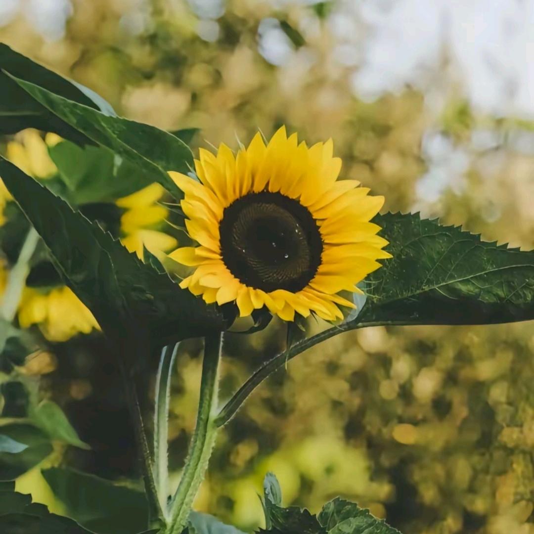 成长太快不吸收