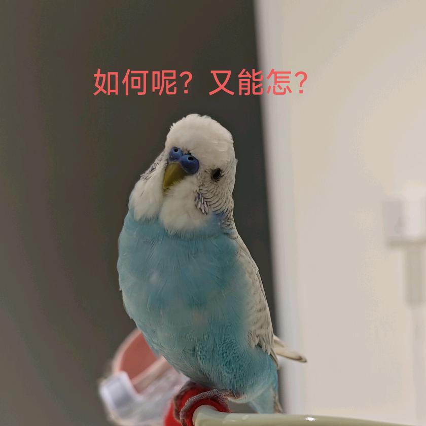 虎皮鹦鹉八戒