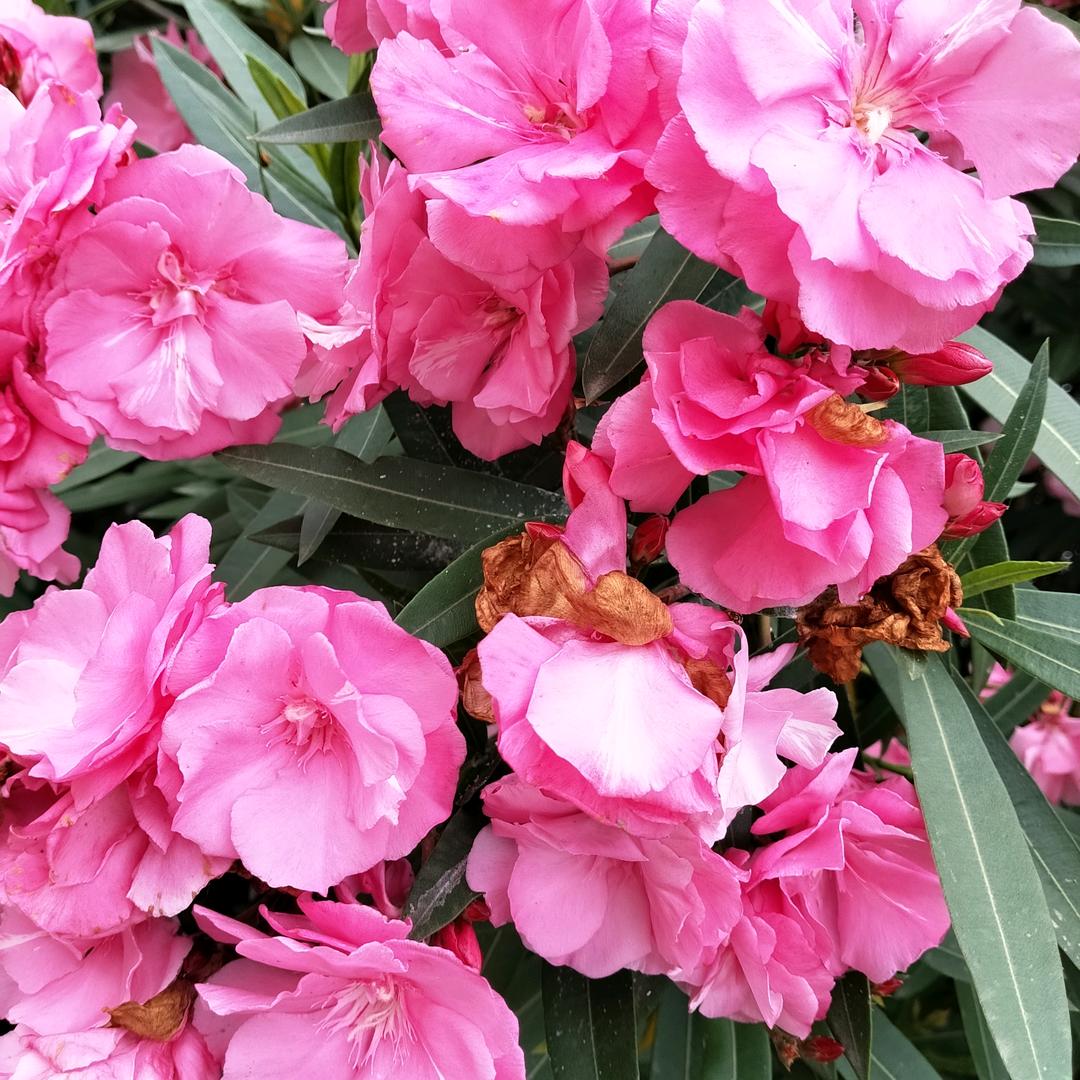 山清水季