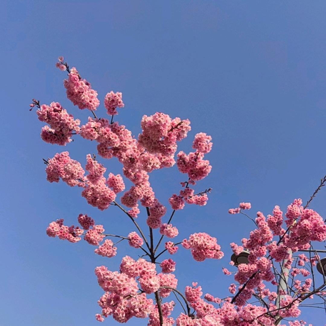 墨月月