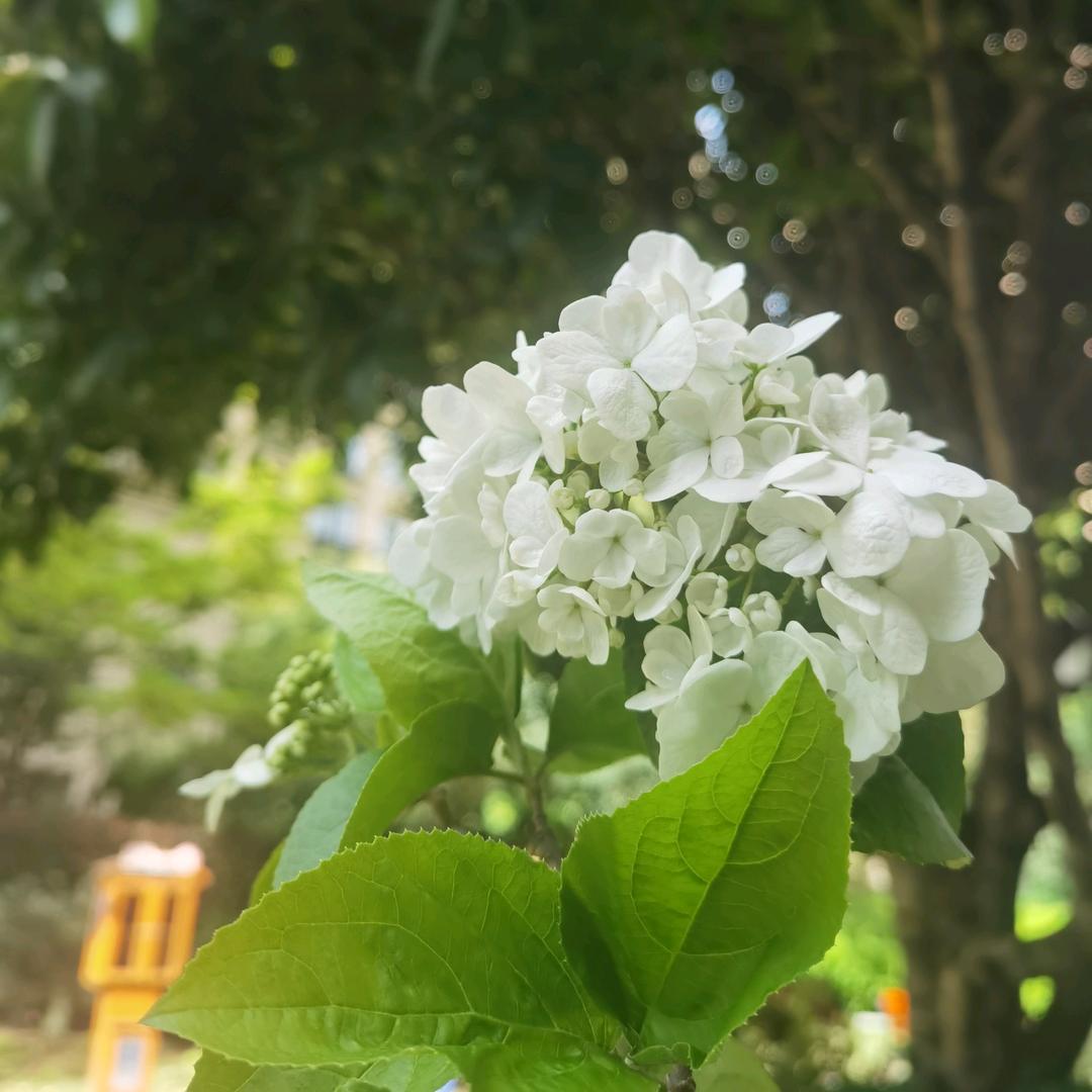 贝贝老窝