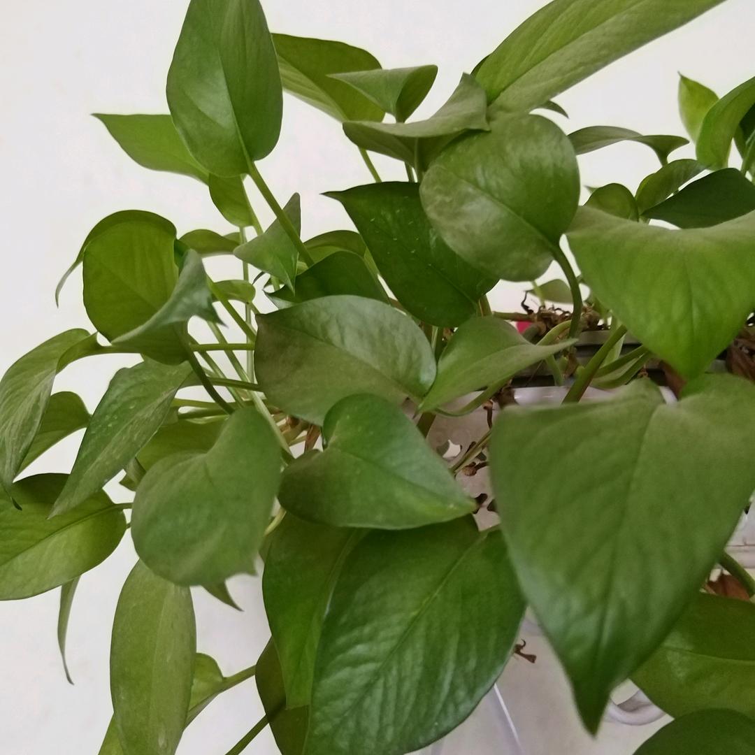 绿萝好物