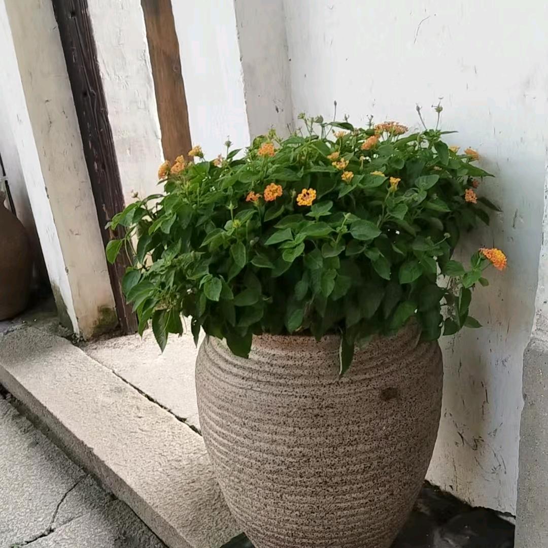 老刘咸鸭蛋