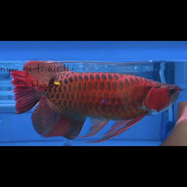 鱼多多龙鱼(N1鱼缸工厂）