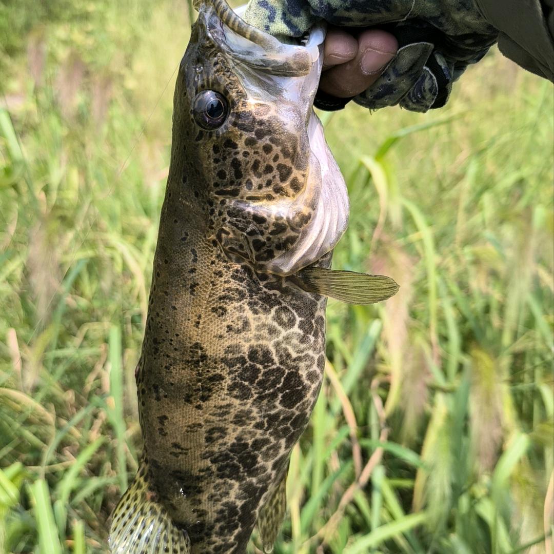 中国路亚杂志Lure magazine