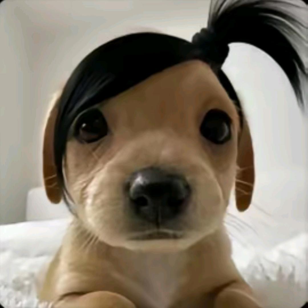 QQ小鱼