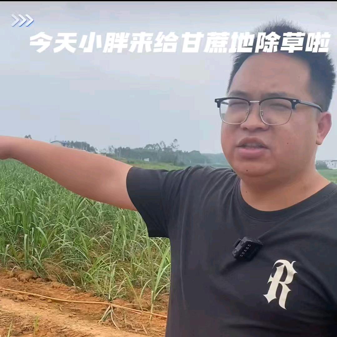 红糖暖喵