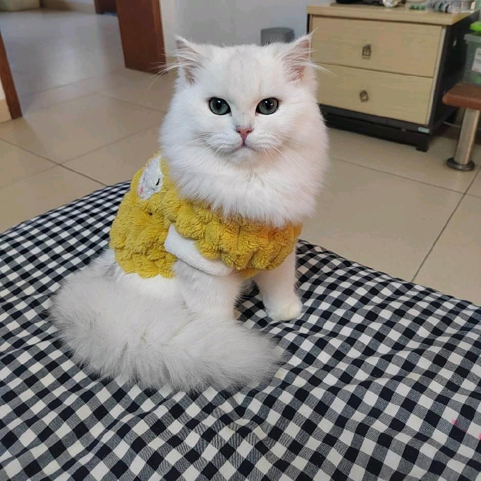 @大大是个小娇娇