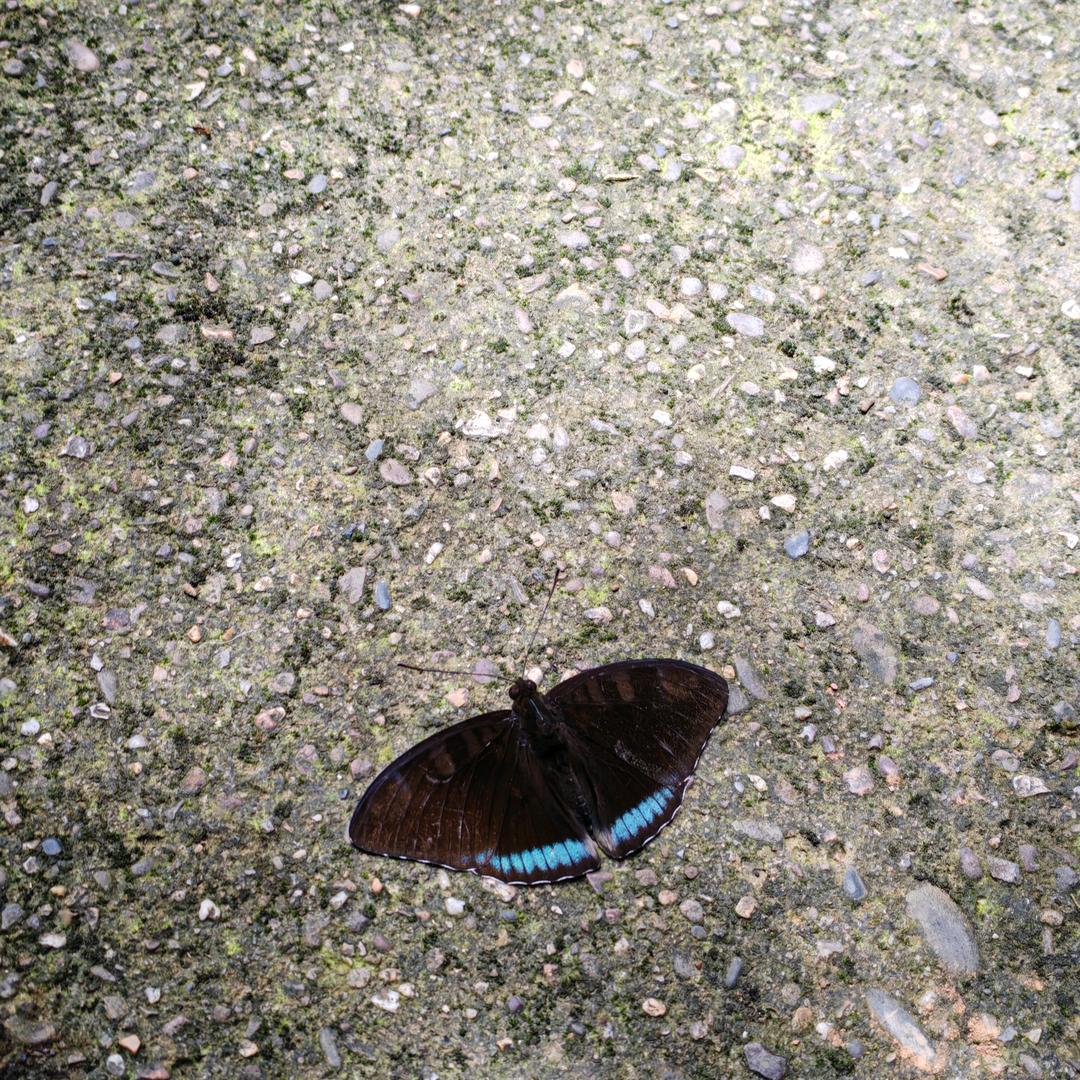 一口一个糯米圆子