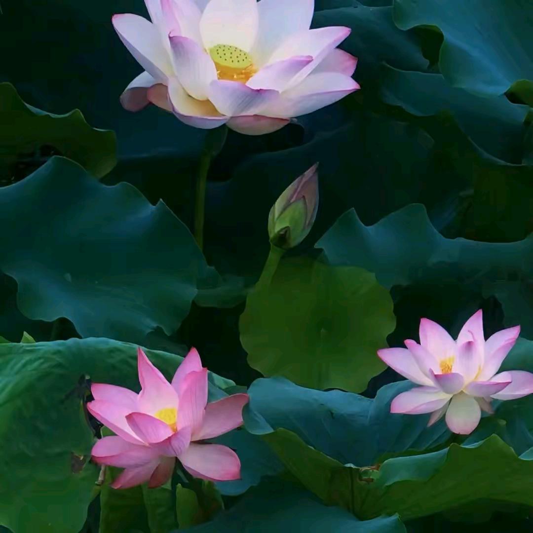 贴得稳瓷砖胶_强哥