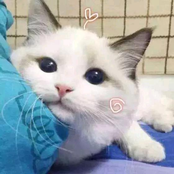 曦夏