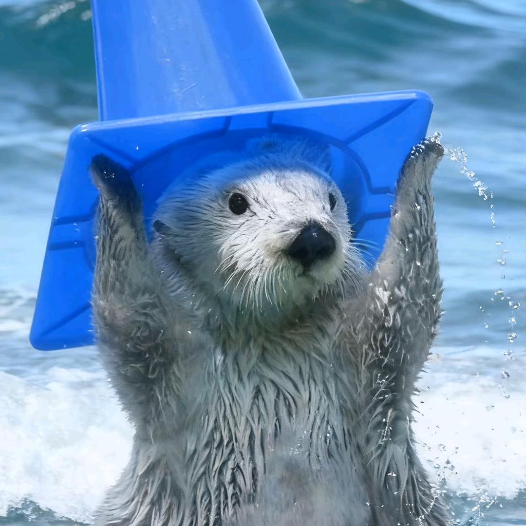 水中的鱼🐟（小艾义子版）