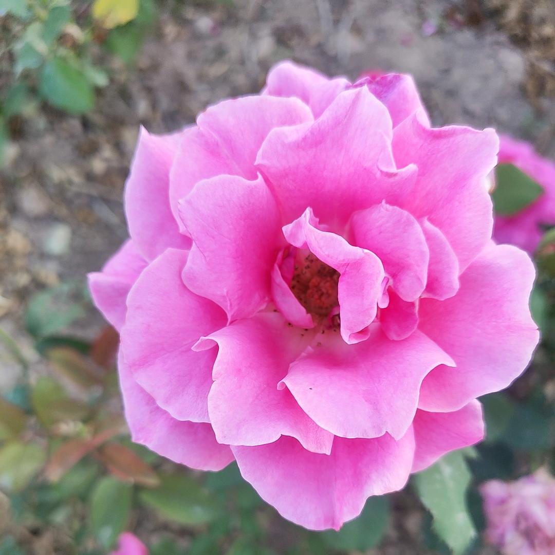 牡丹花🌸🌸🌸