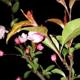 风清杨