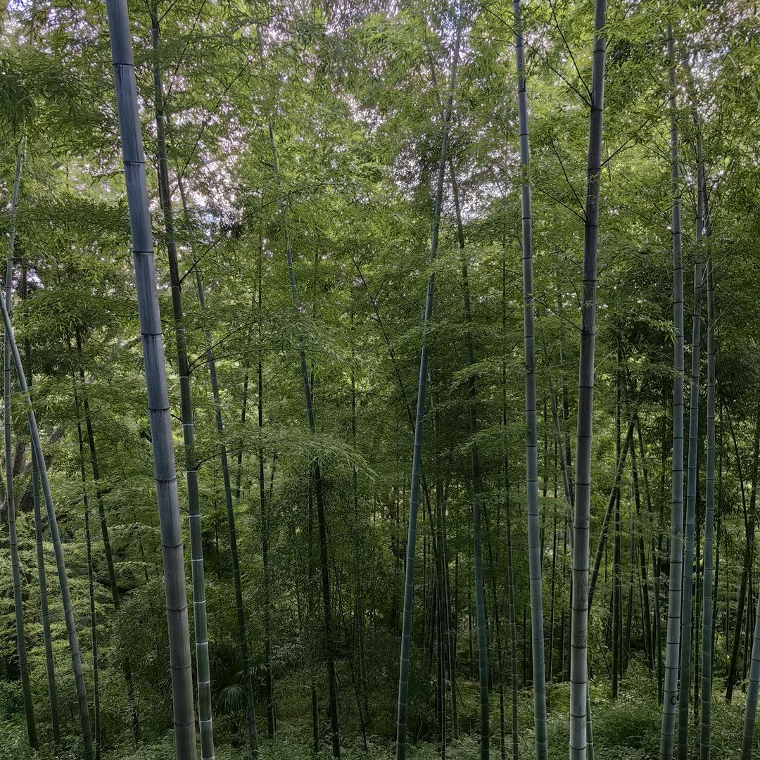 森林