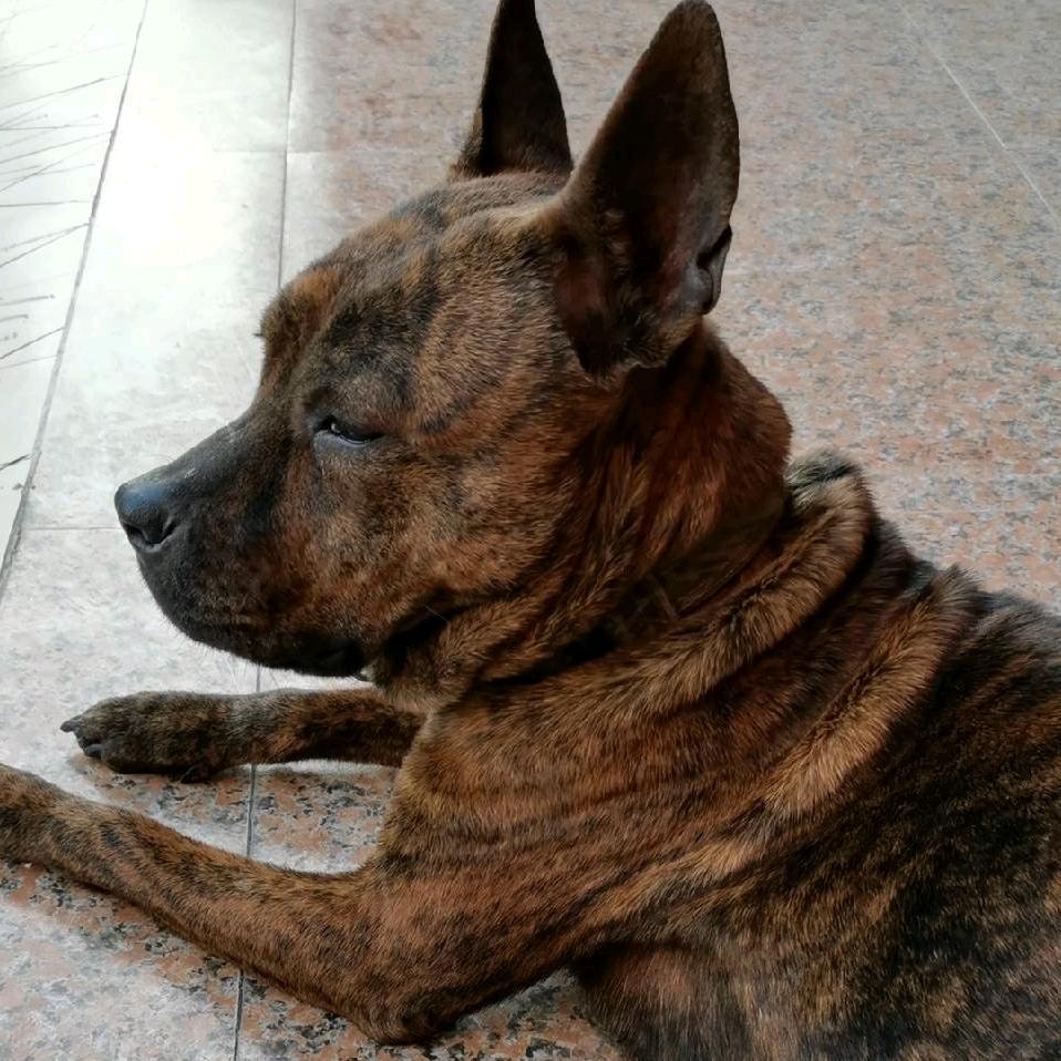 虎斑犬