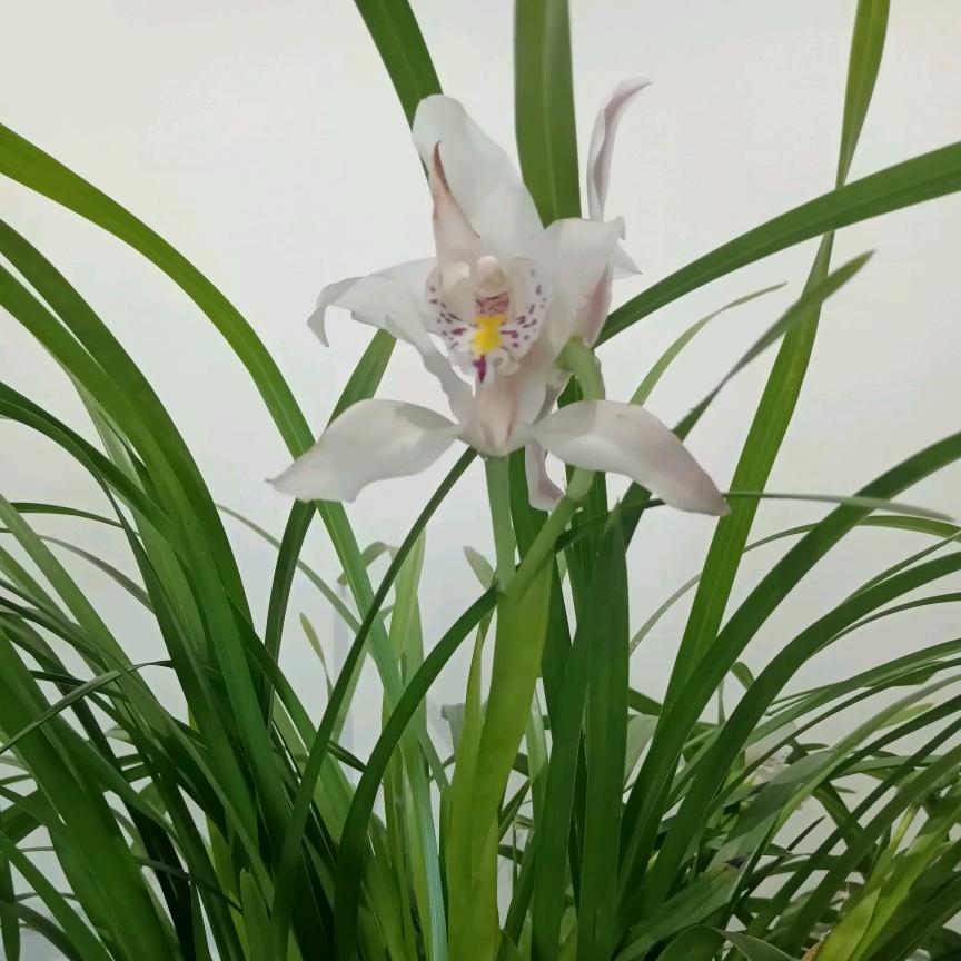 @闫妮