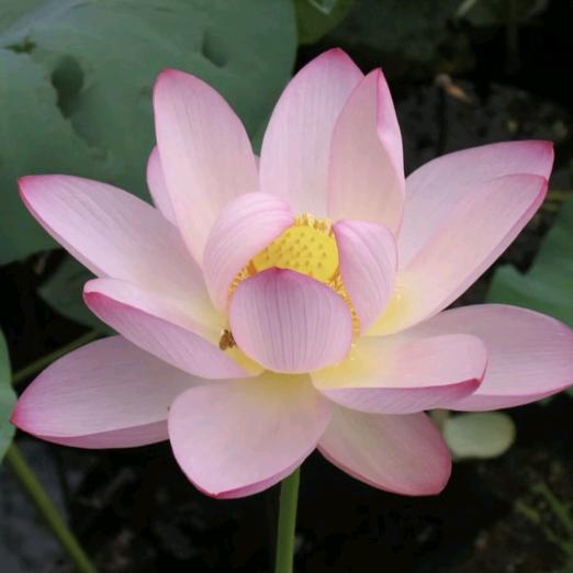 牡丹花