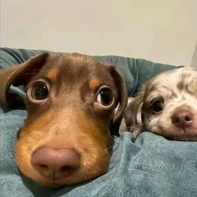 鲁智深倒拔林黛玉逼唐僧上梁山