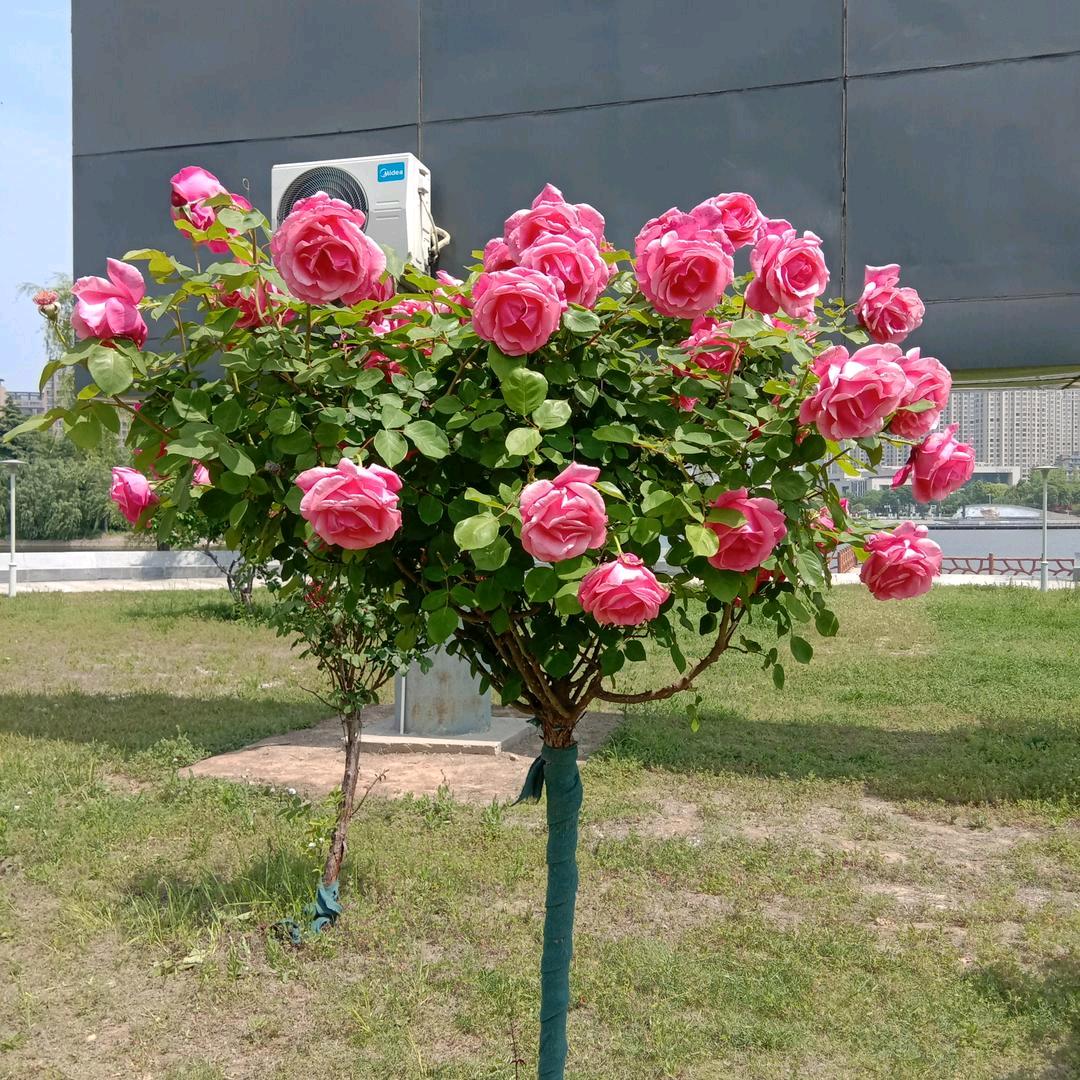 蒙城于姐。