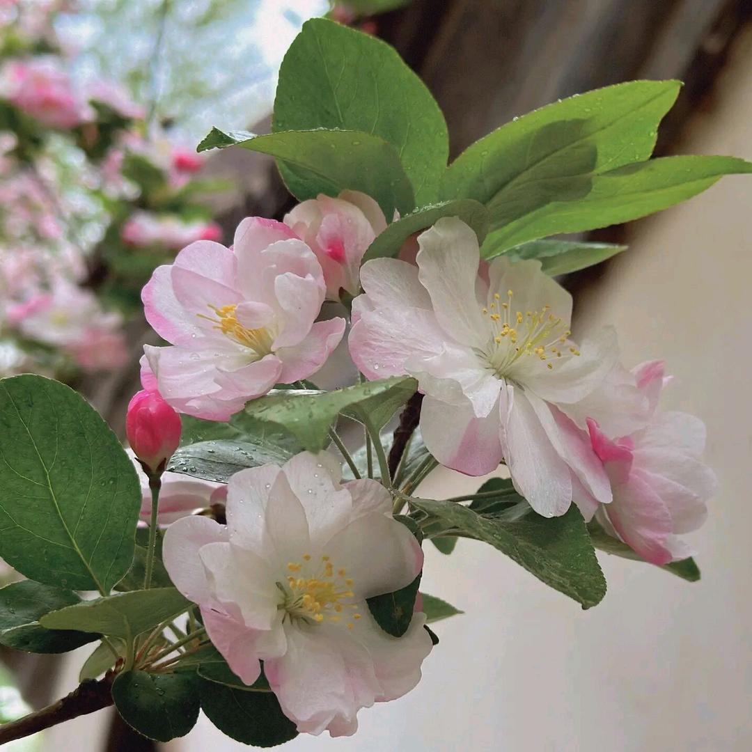 老王花卉园艺