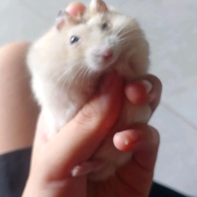 酸菜鱼🙃