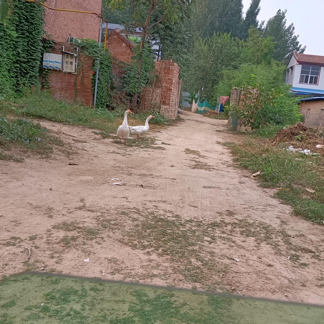 你爱喔