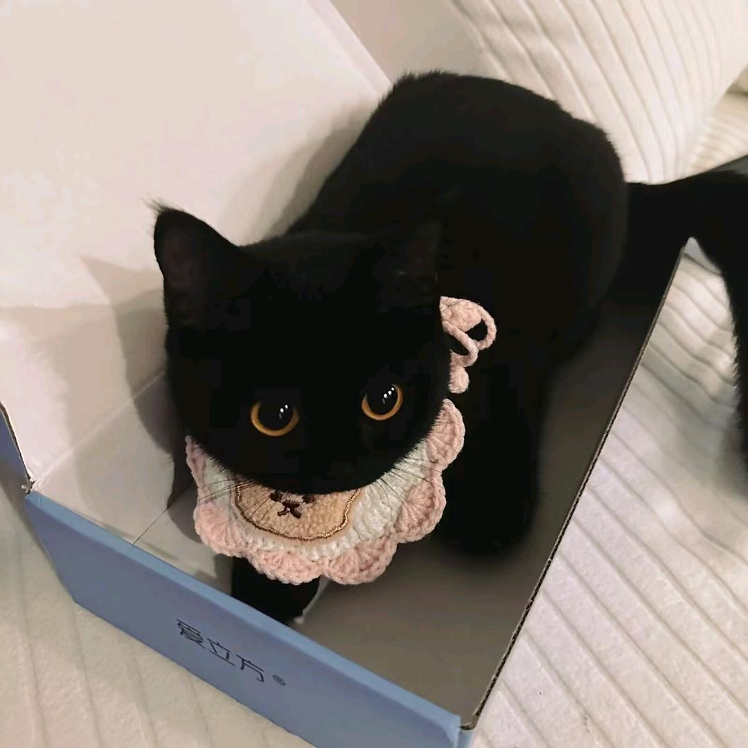 ✨😼✨头像