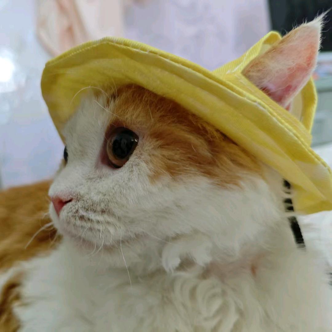 小橘蒙多多