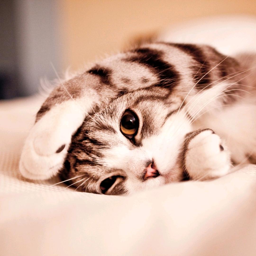 不会喵的猫猫头像