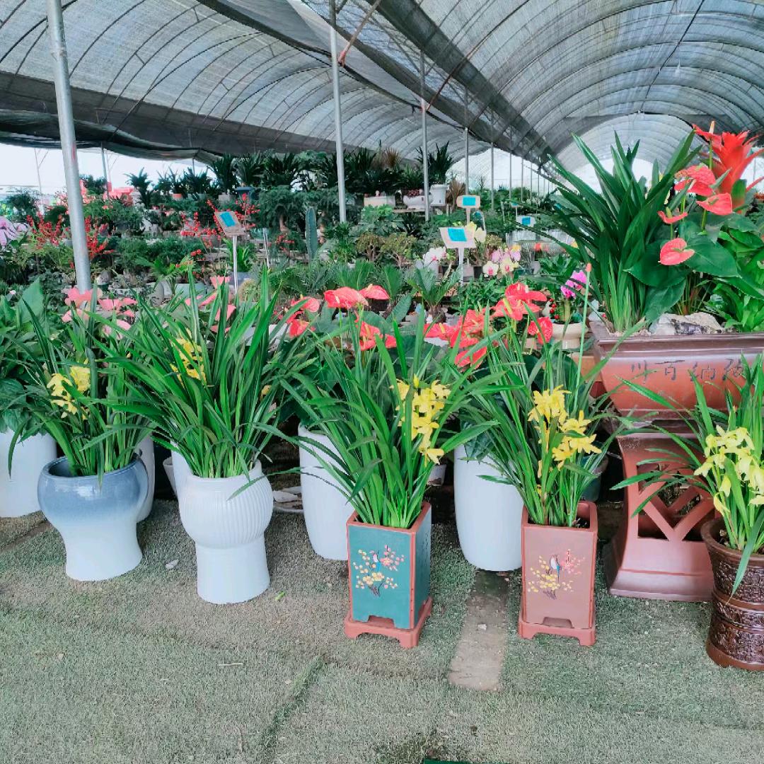 思辰水族陆家店