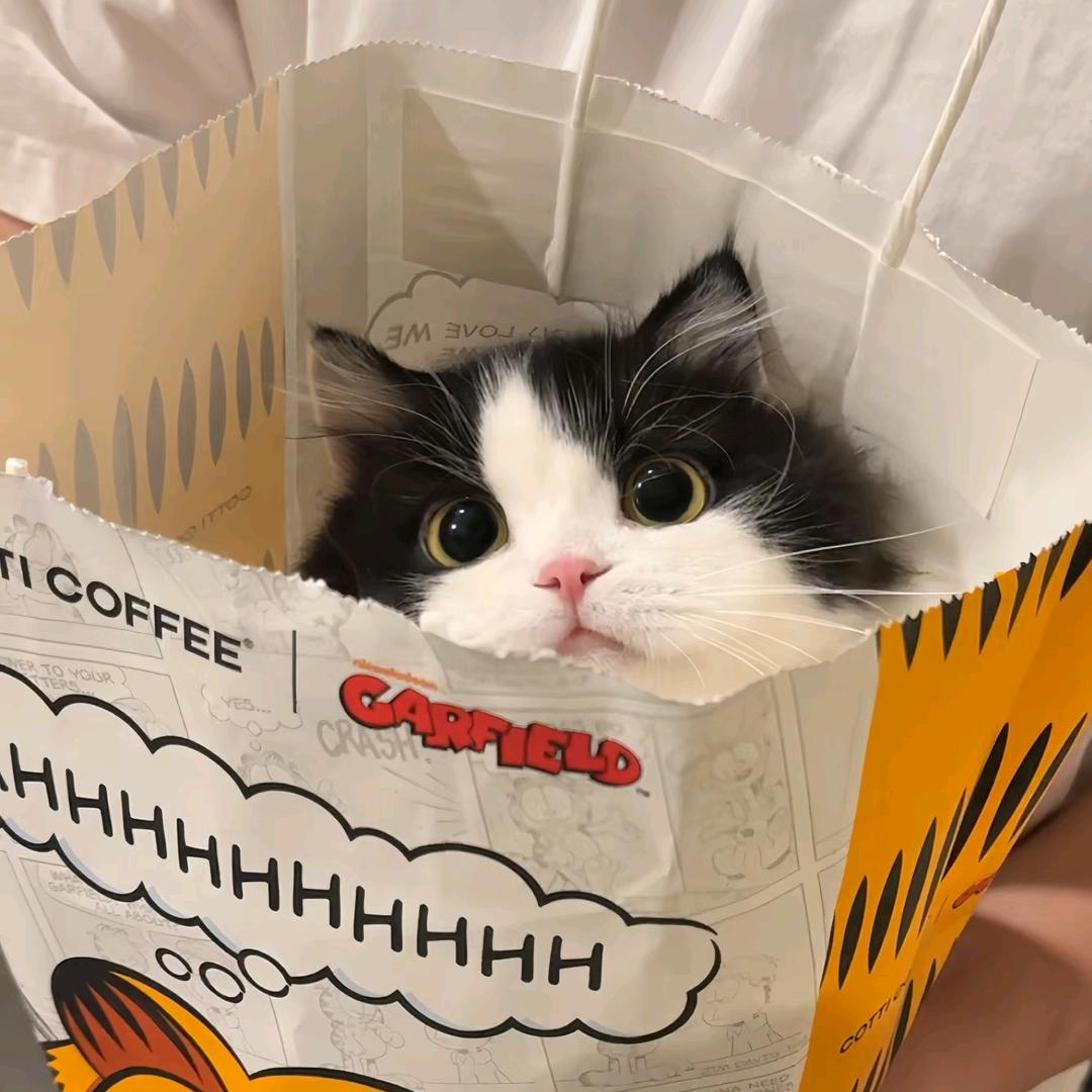 喝盏小猫茶🐾